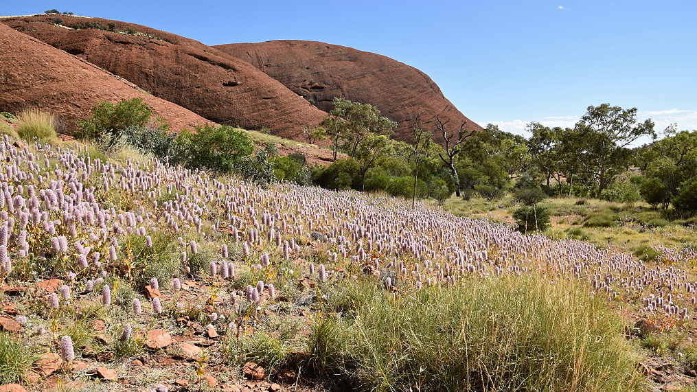 Kata Tjuta (mnoho hlav)