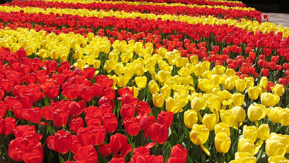 Keukenhof, známý také jako „Zahrada Evropy“, je největším květinovým parkem v Nizozemsku a zároveň i v Evropě.