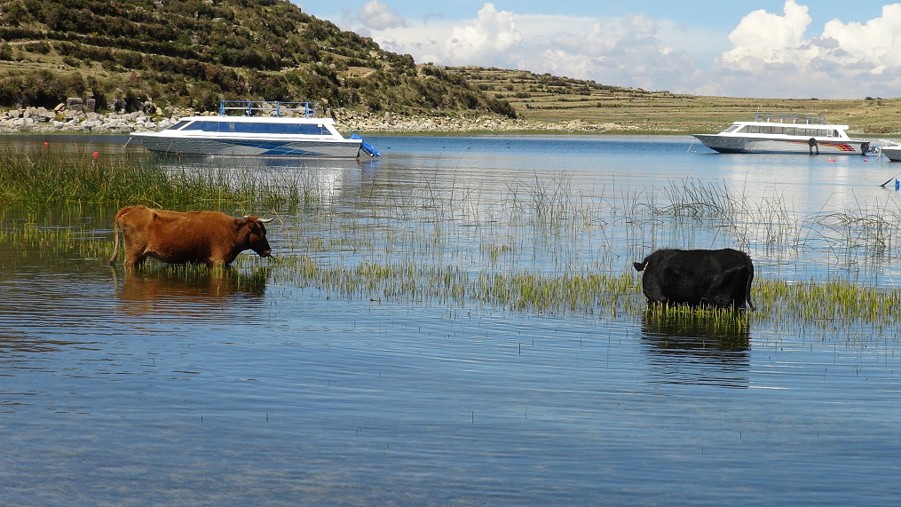 Krávy na jezeře Titicaca
