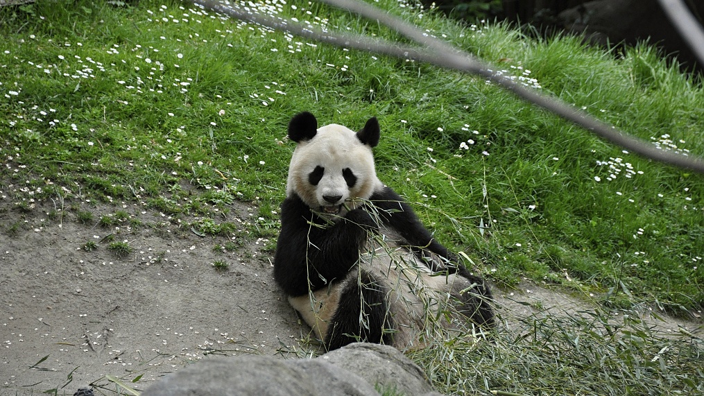 Největším lákadlem je Panda velká