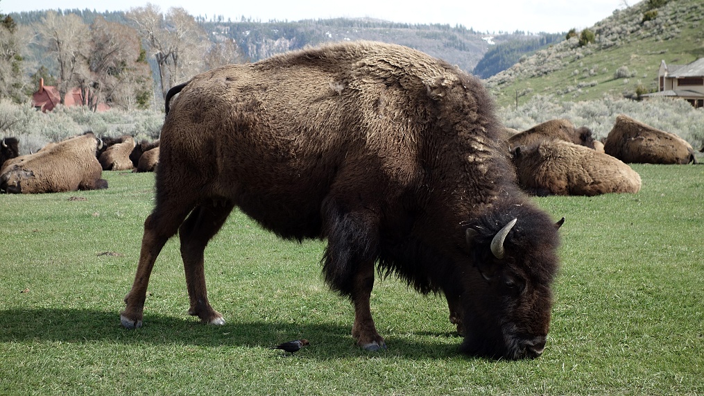 Bizon v NP Yellowstone